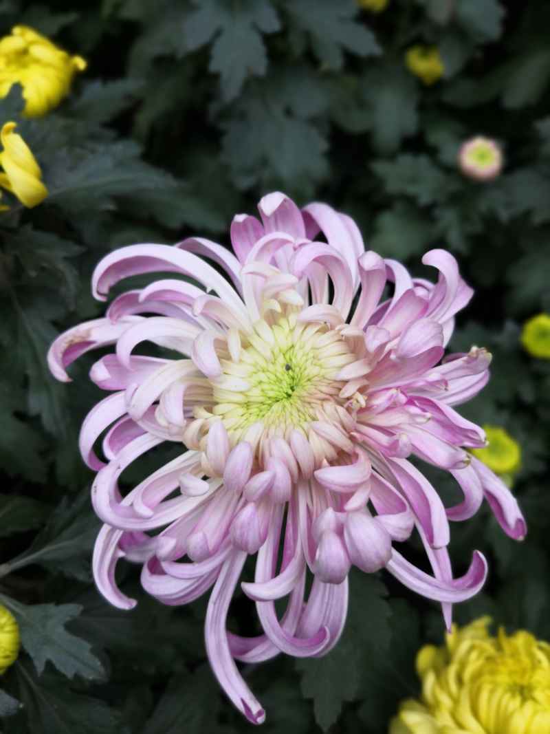 紫色菊花