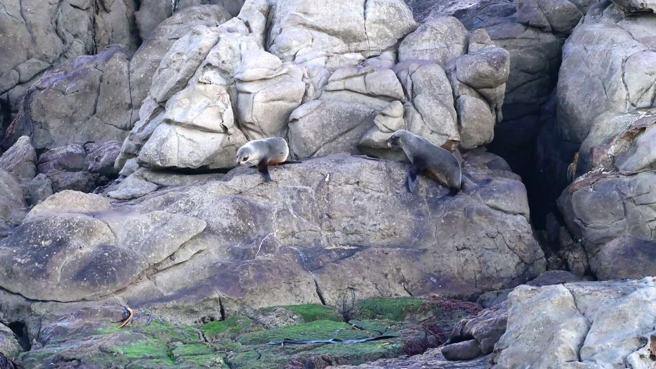 新西兰南岛各地的海狮 4
