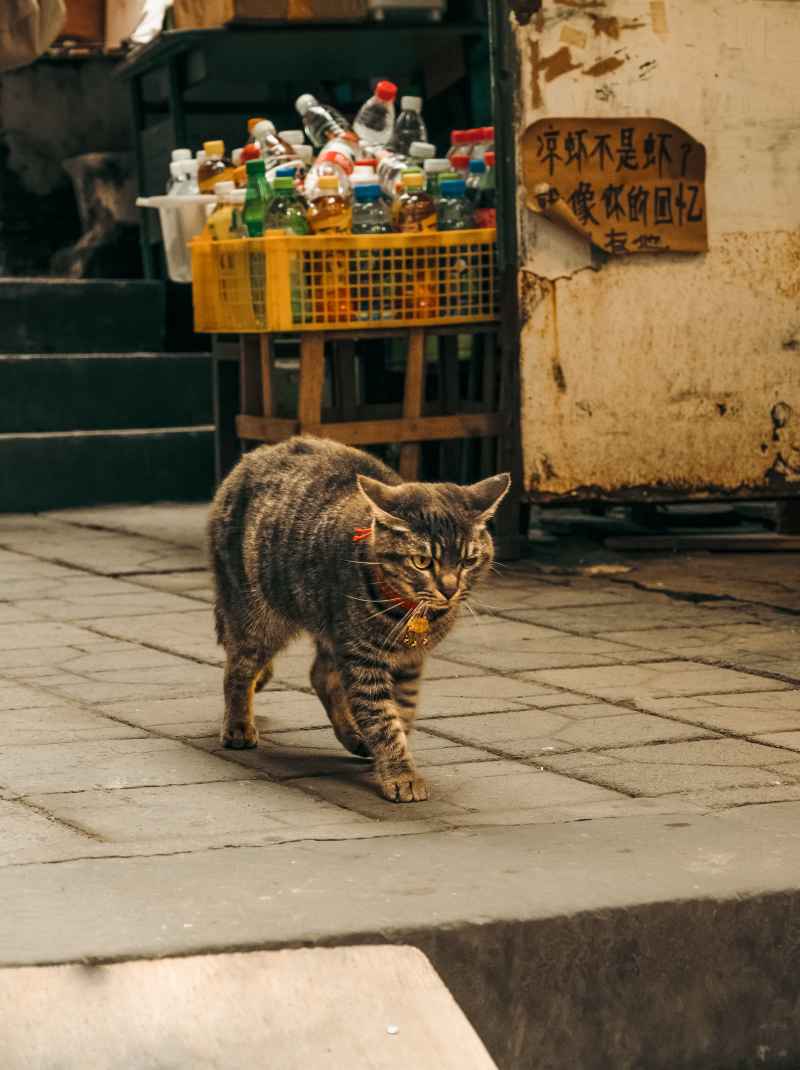 老巷小猫