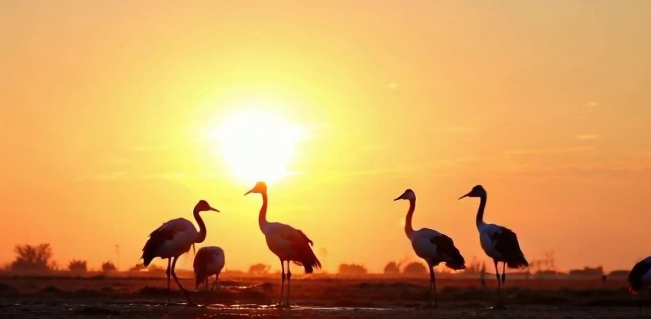 夕阳下丹顶鹤剪影：橙色光芒中的静谧自然