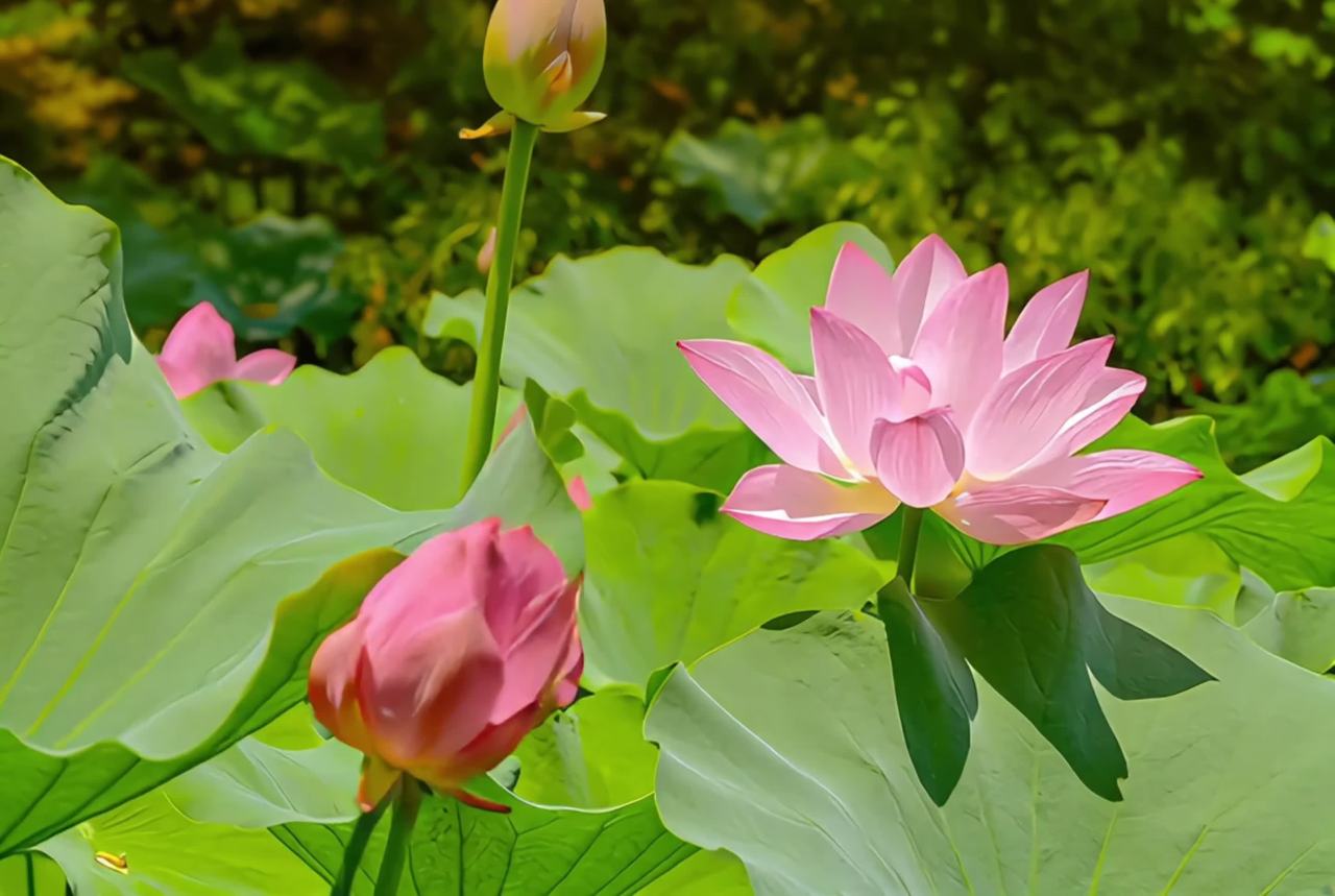 静谧的莲花世界