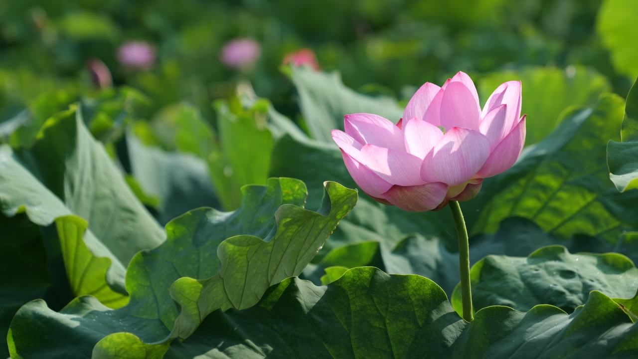 荷花 50