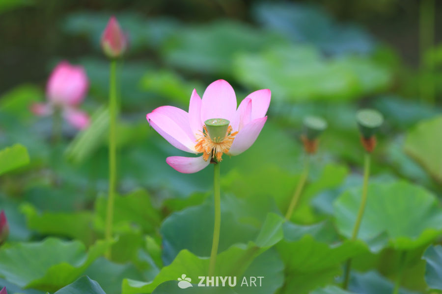 盛夏荷花 29