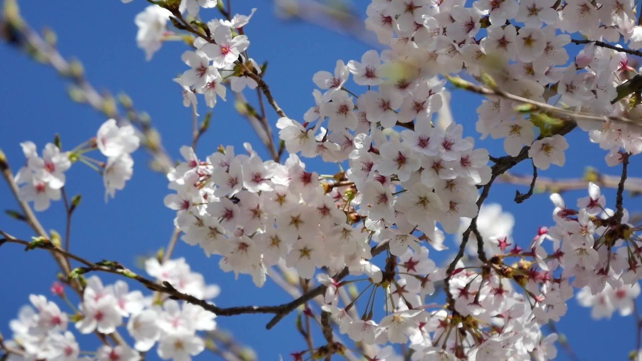 樱桃花春天樱花