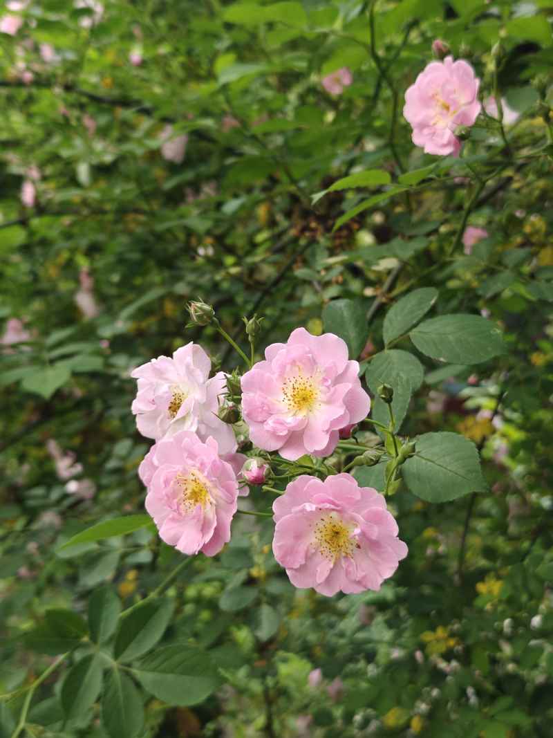 蔷薇花