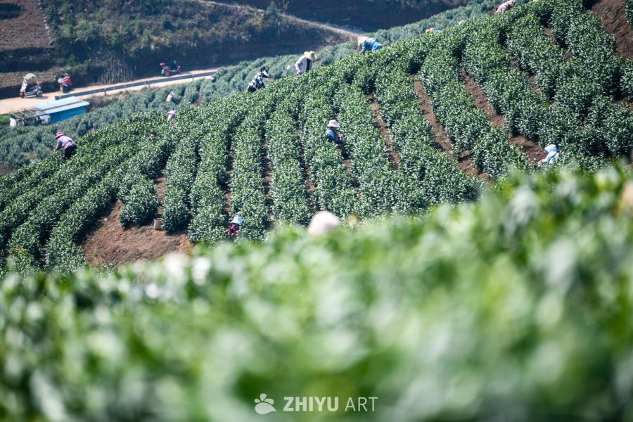 梯田茶园采摘忙 4