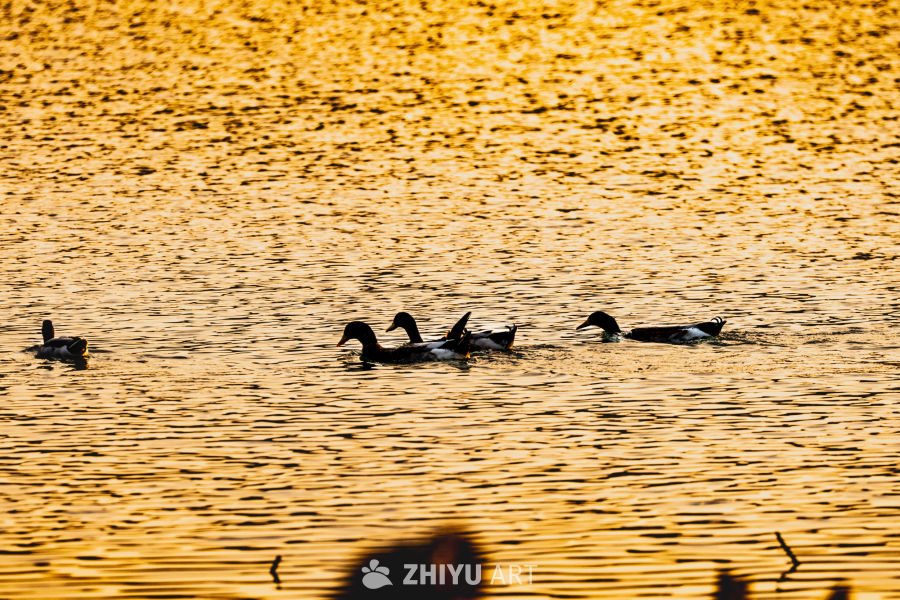 金色水面的鸭群剪影