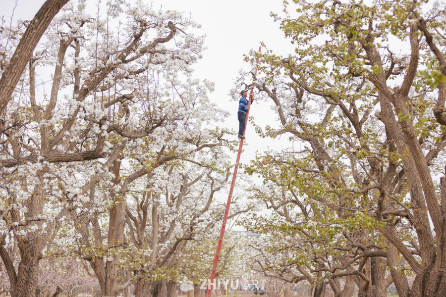 甘肃皋兰县什川镇：梨花绽放果园农民授粉忙 5