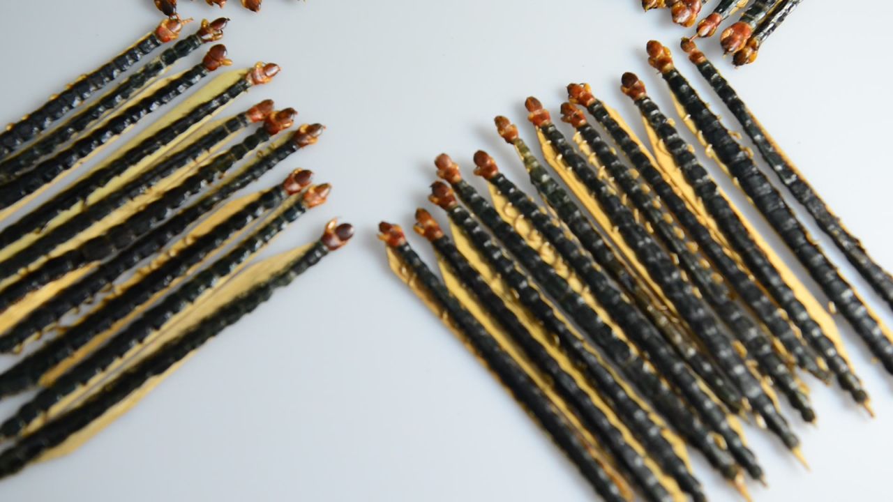 蜈蚣中药材 53