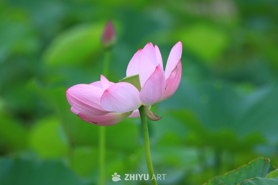盛夏荷花 6