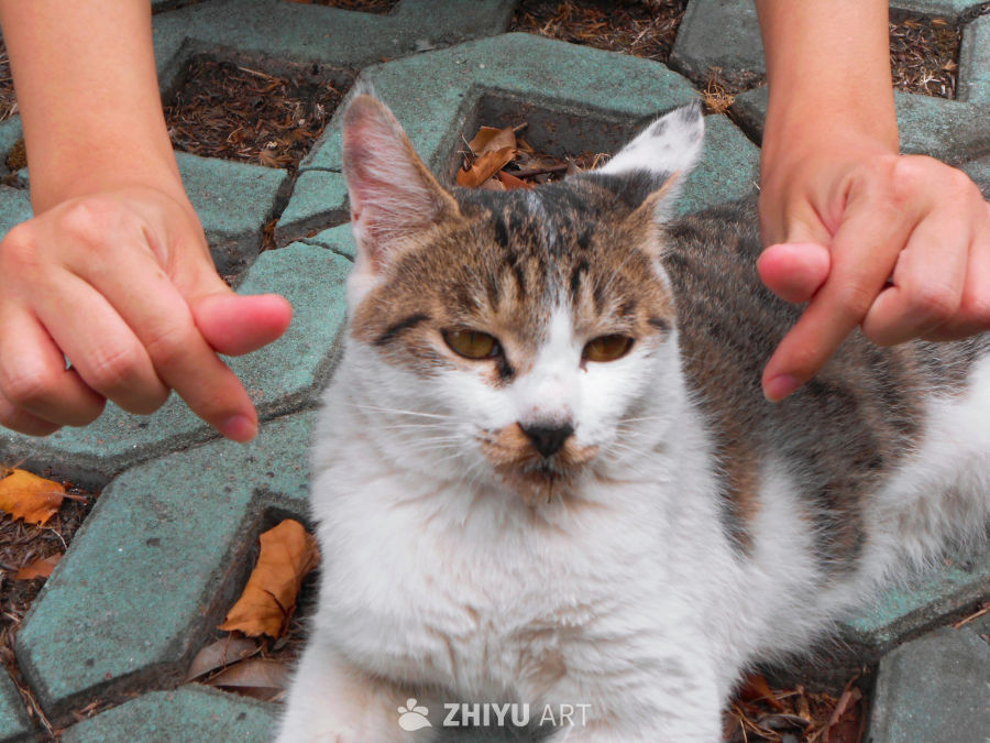 好米的猫猫