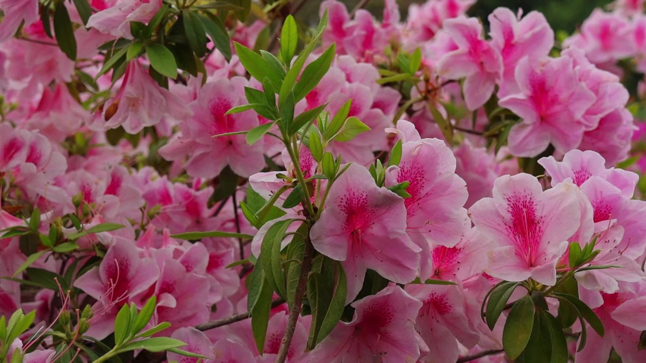 春暖花开杜鹃花盛开 17