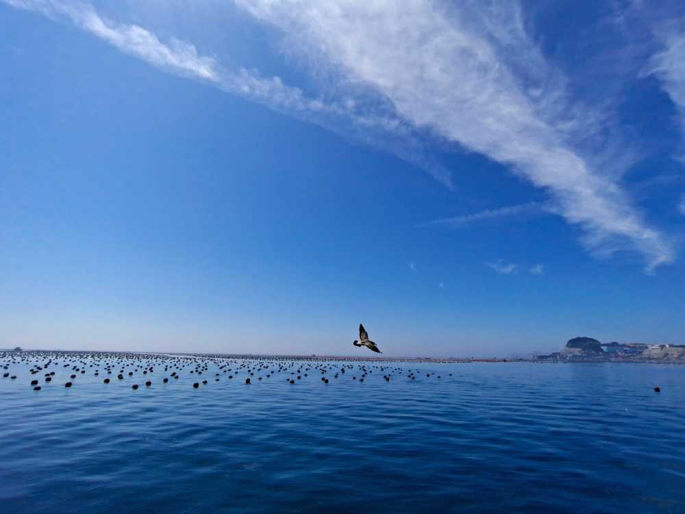 大海-海鸥