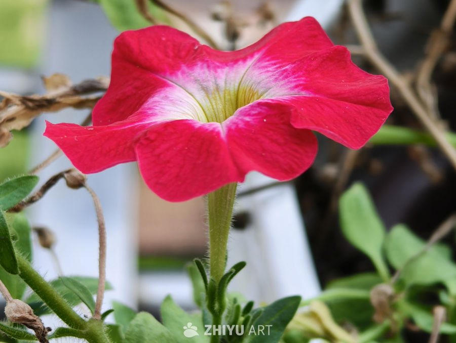 夏日里盛开的碧冬茄