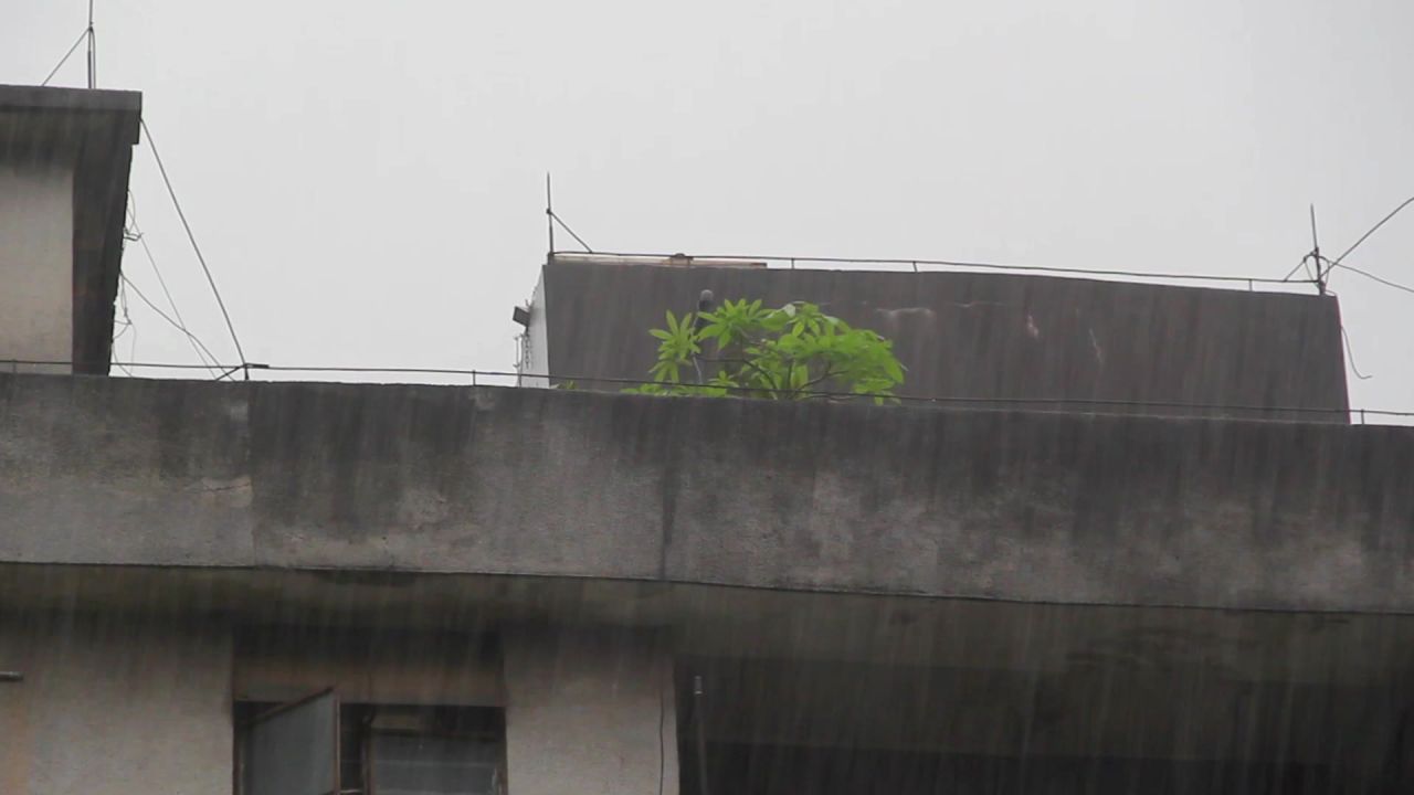春雨楼顶发财树