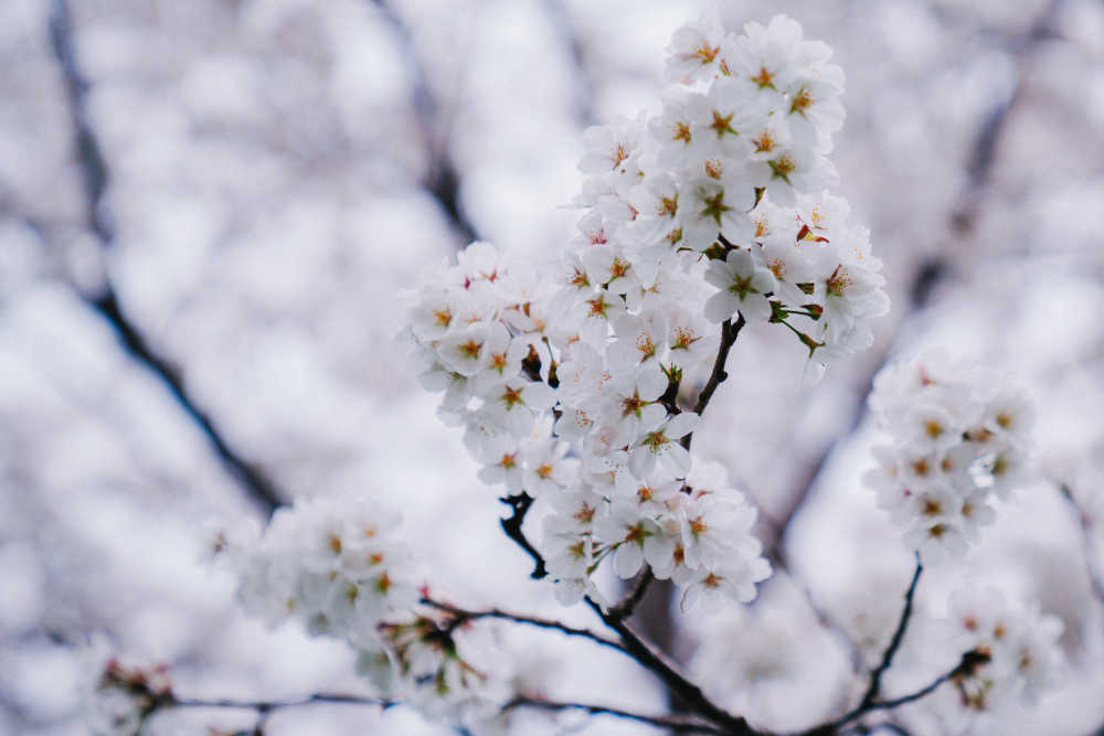 樱花季