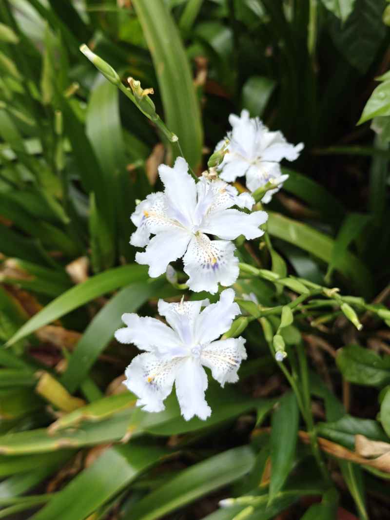 鸢尾花