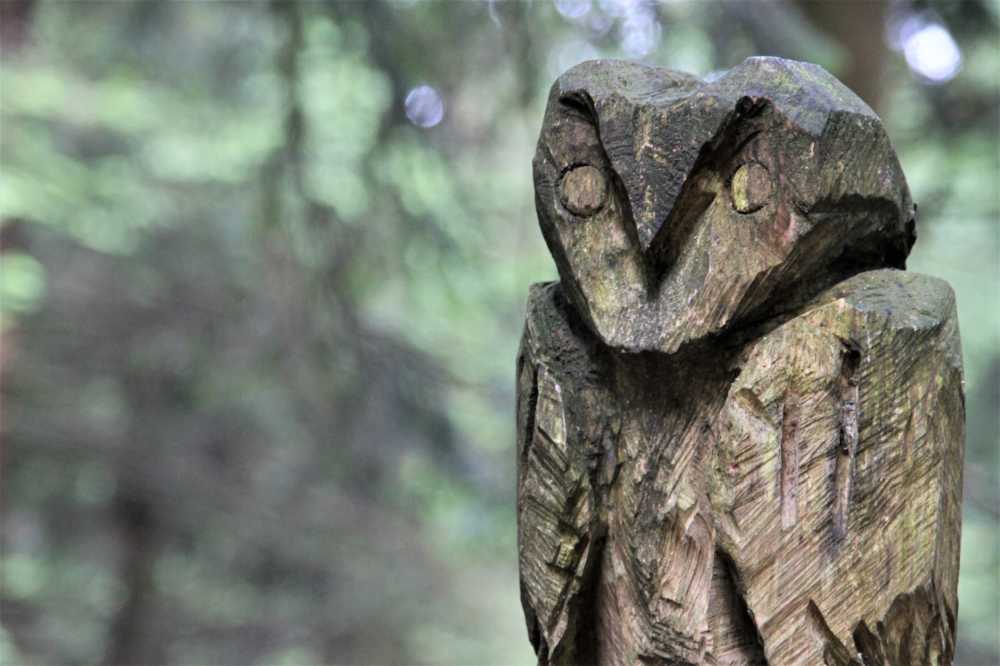 猫头鹰木森林雕鸮装饰