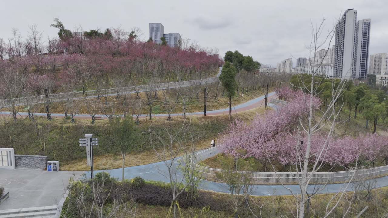 城市中的樱花公园