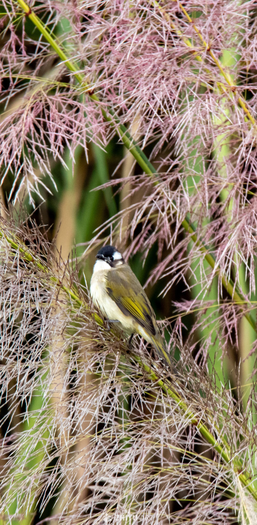 小鸟栖息芦苇间