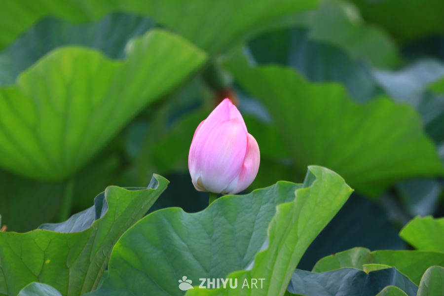 盛夏荷花 197