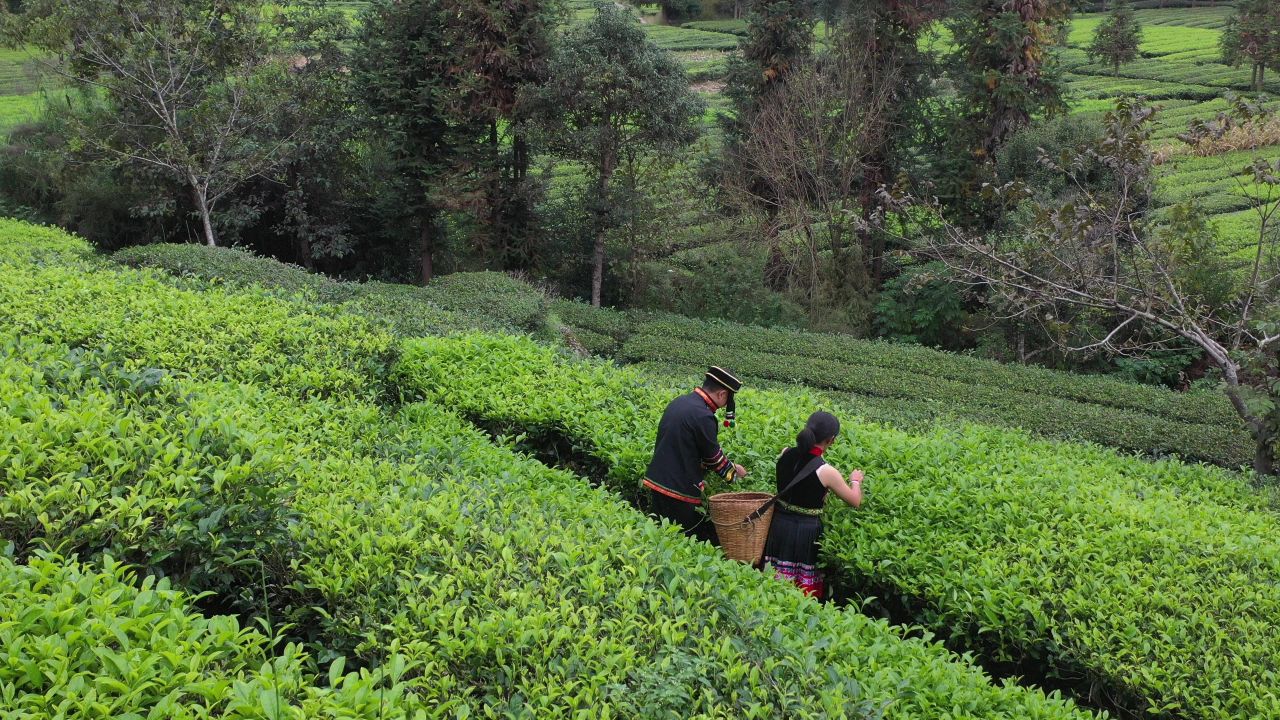 茶 7