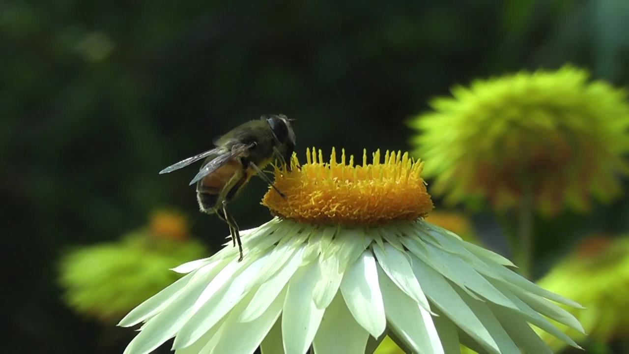 蜜蜂采蜜