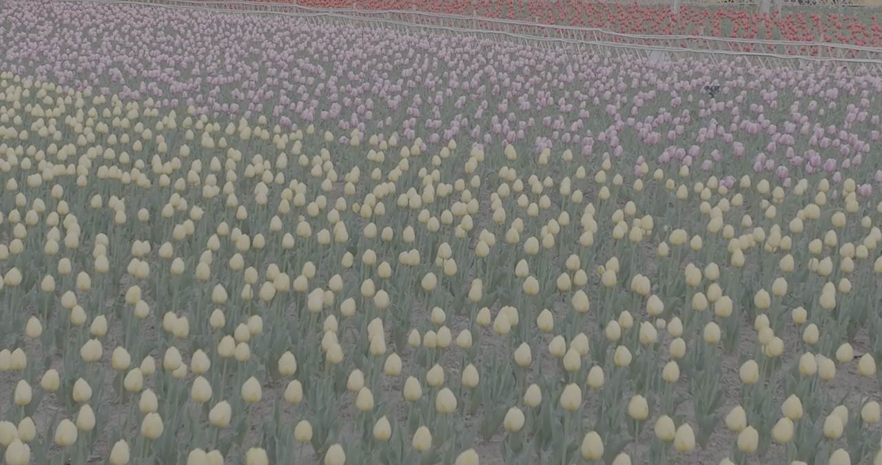 春日郁金香田野