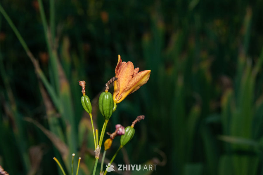 中药材与药材花 52