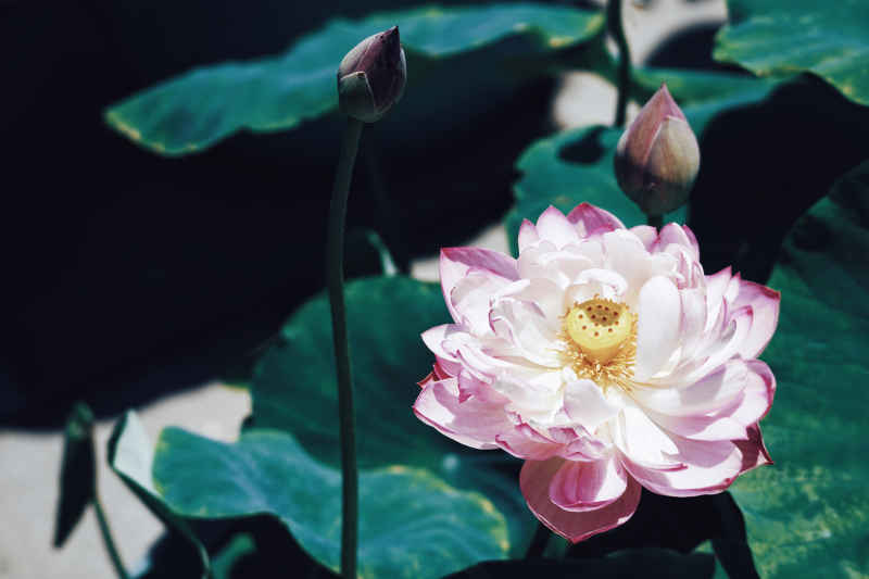 花卉 5