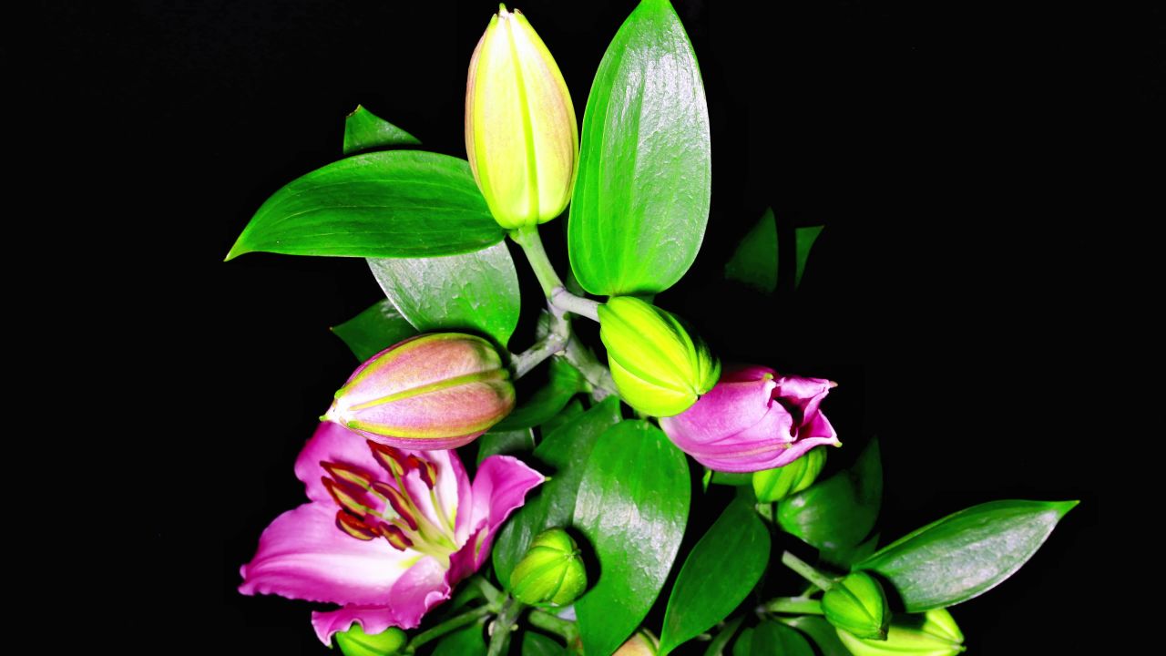 百合花开