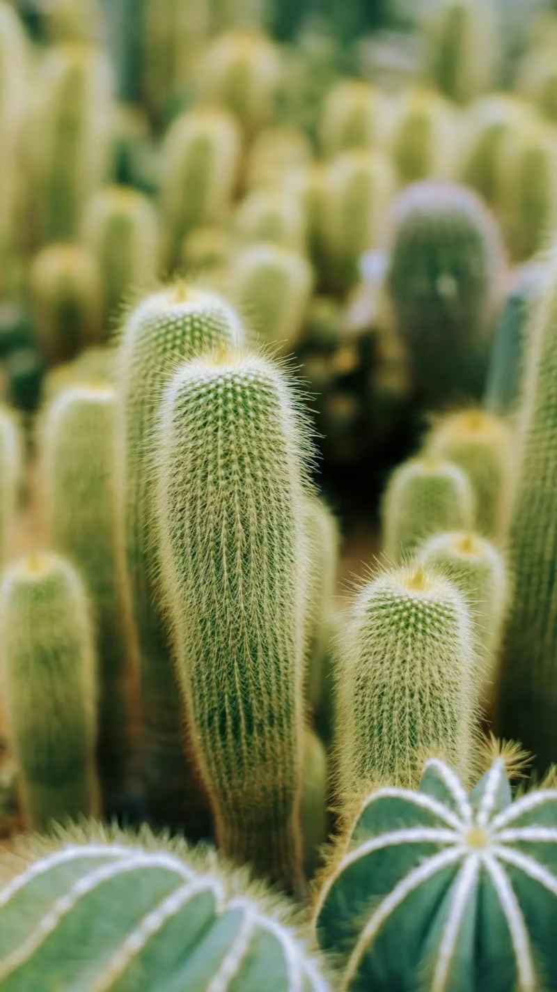 仙人掌