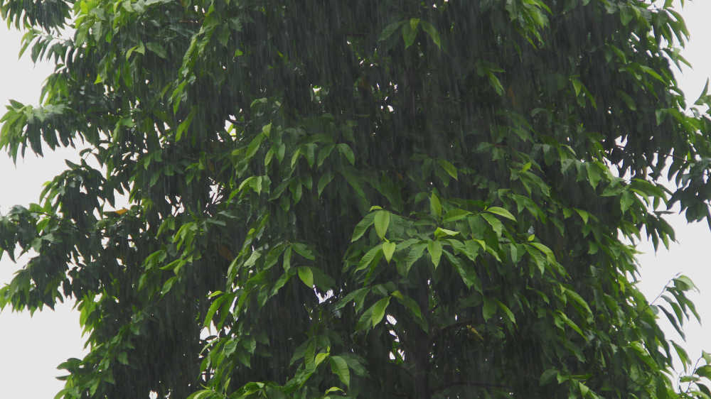 雨中白兰树