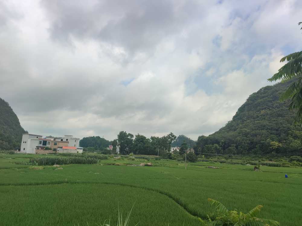 稻田