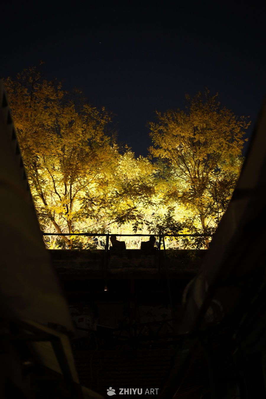 夜幕下的秋树剪影