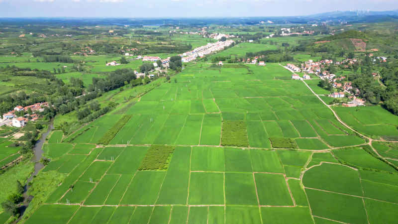 杂交水稻农业农田种植