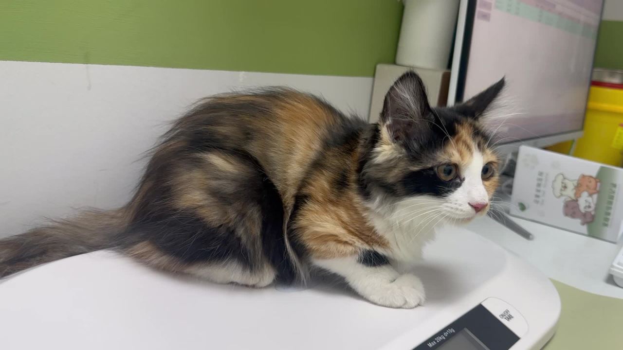 猫咪在动物医院的电子秤上四处张望