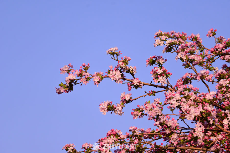 春日樱花绽放