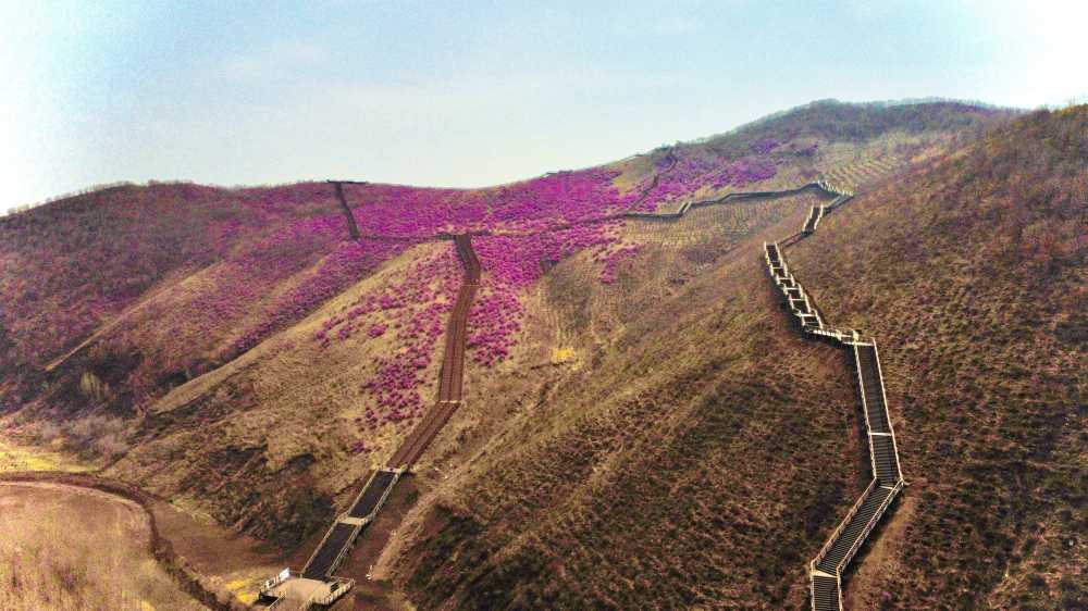 杜鹃花