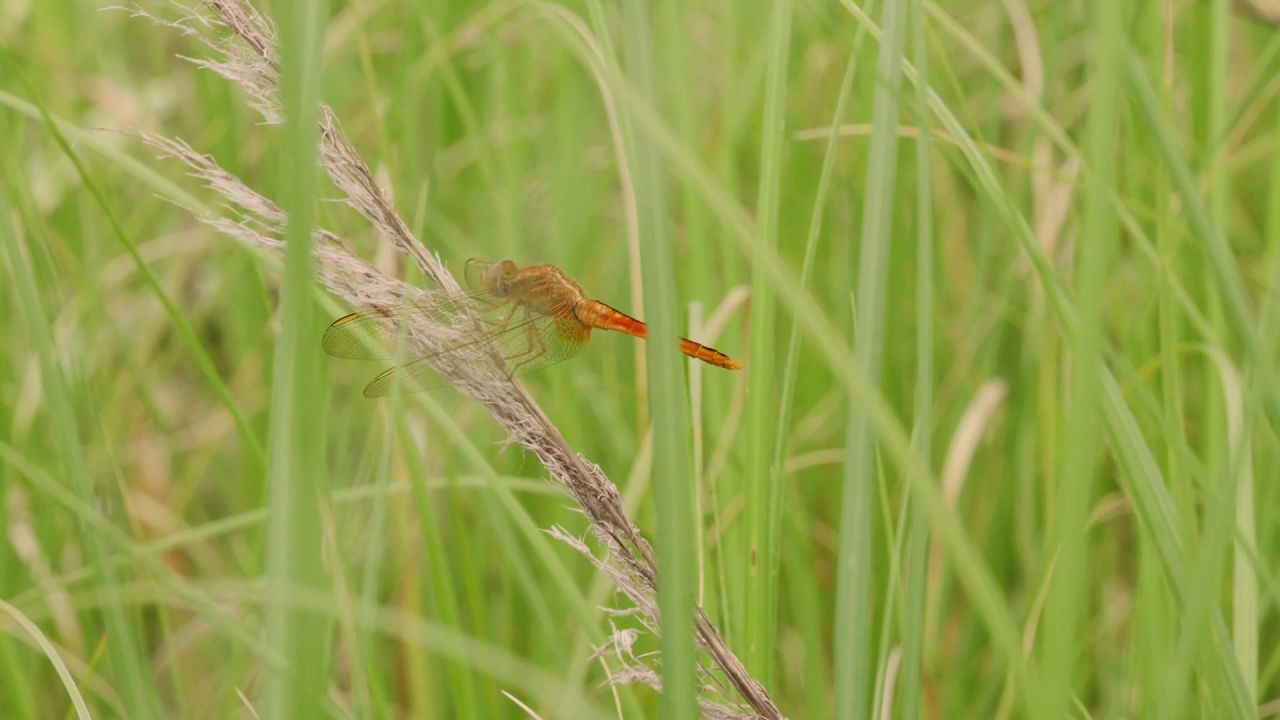 唯有蜻蜓立上头