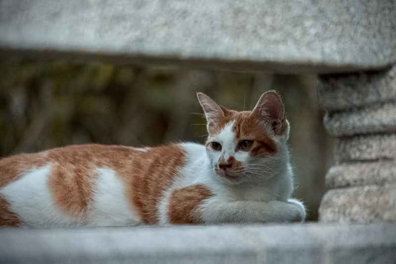 猫猫