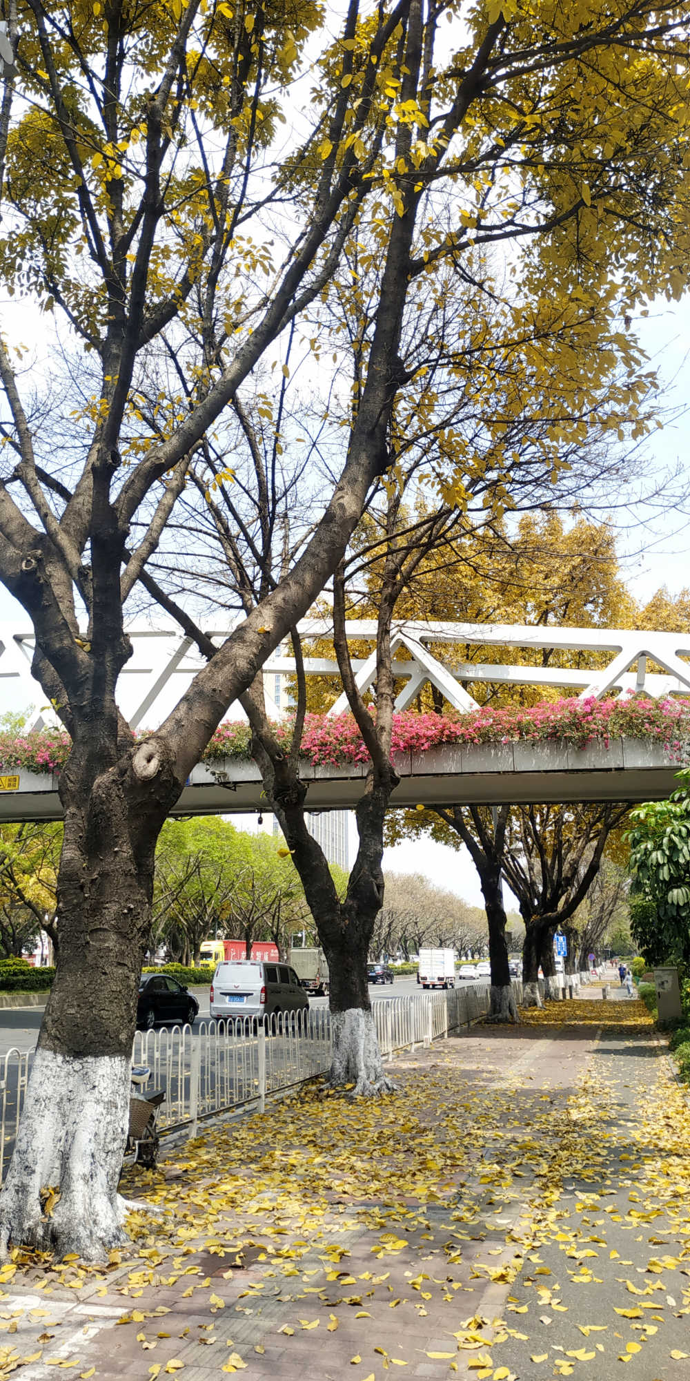 广州人行道落叶和天桥