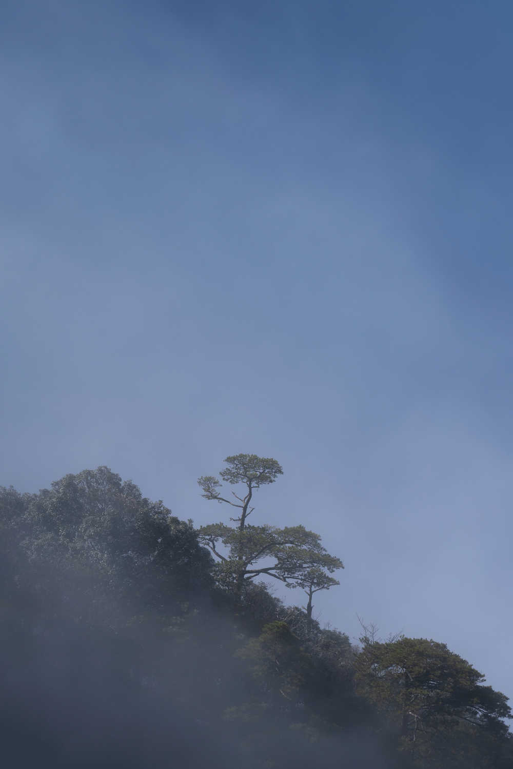 雾中的黄山松