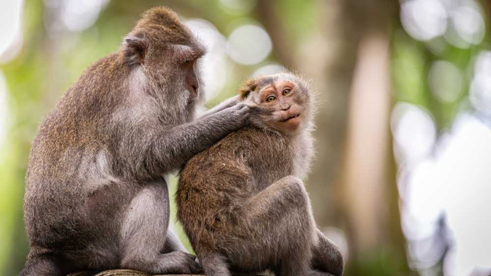 猴子清洗印度尼西亚森林