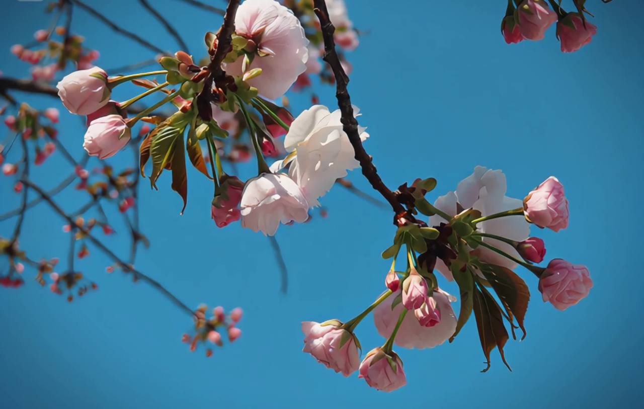 春风中的樱花