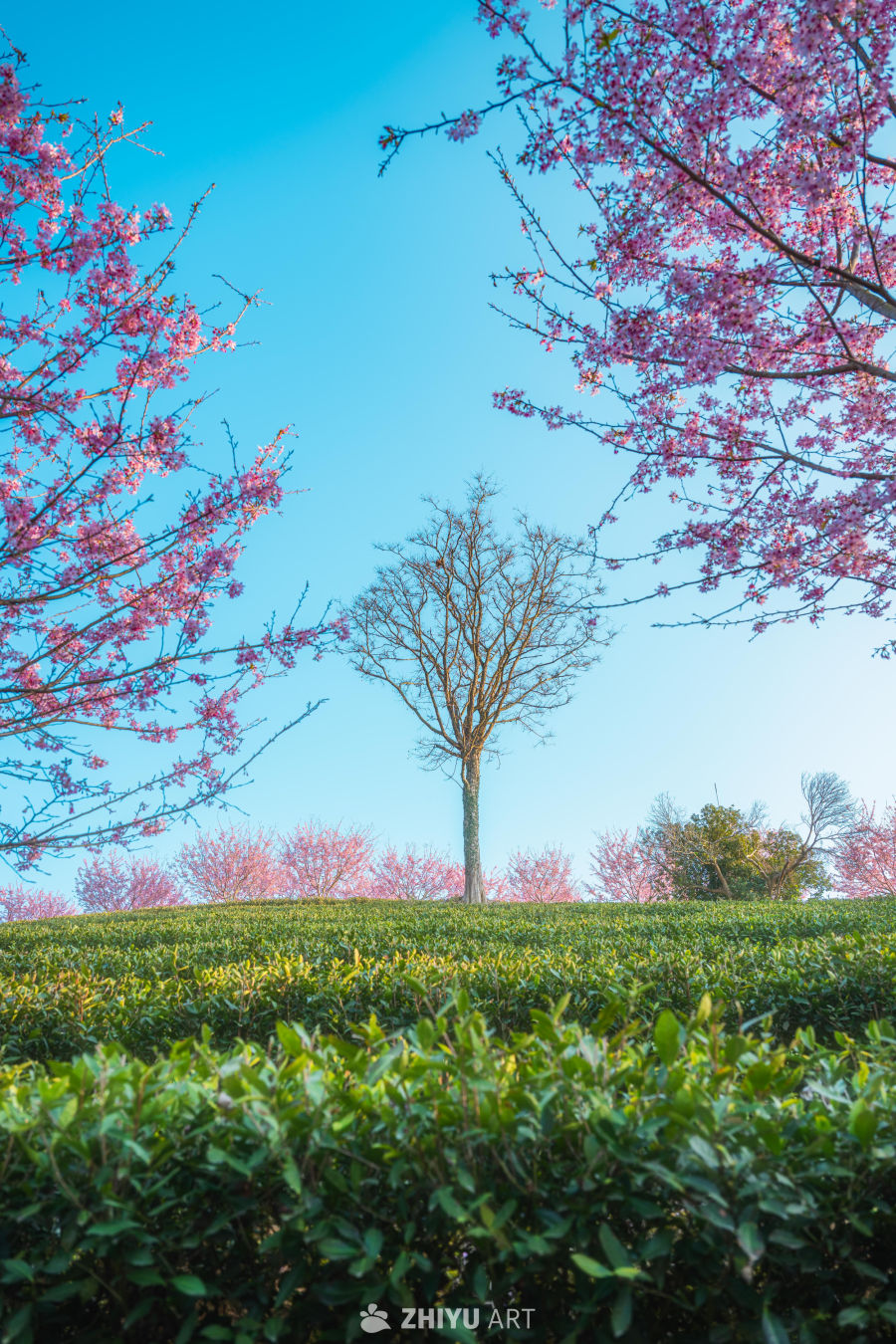 山樱漫城 茶田叠翠