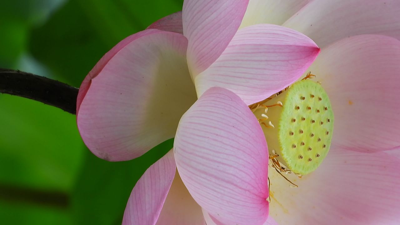 洪湖公园荷花