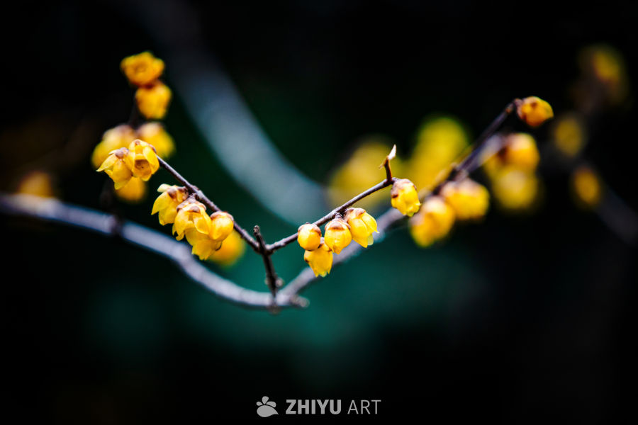 梅花 4