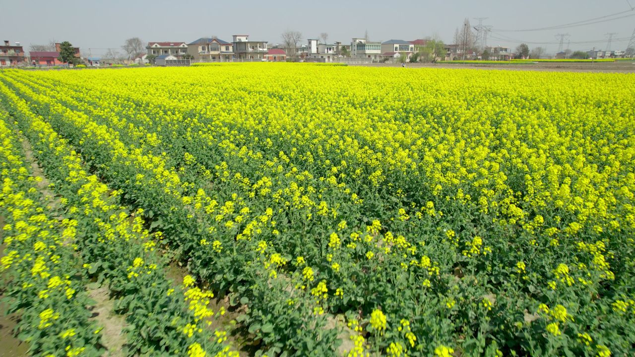 春天农村油菜花海蜜蜂采蜜 9