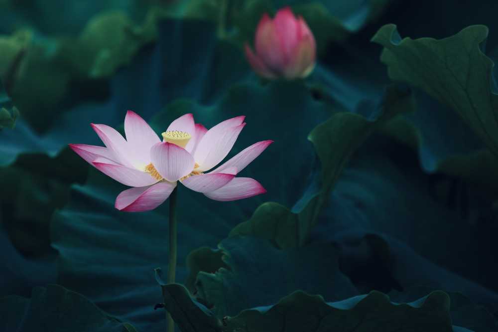 荷花荷叶池塘